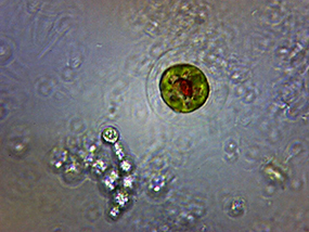 Oren Banai © Mikrosonifikation